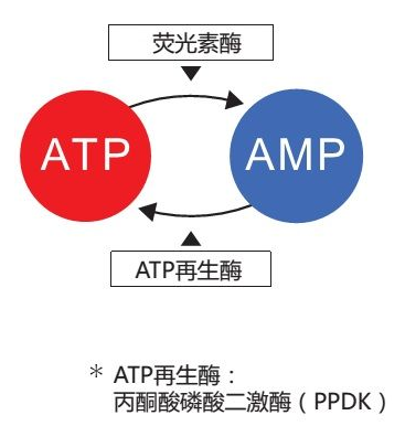 PD-30熒光檢測儀測試棒